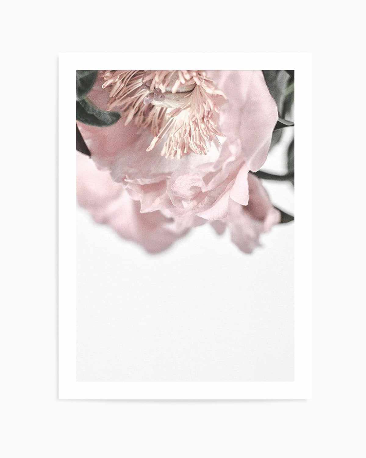 Parisian Peonies Art Print