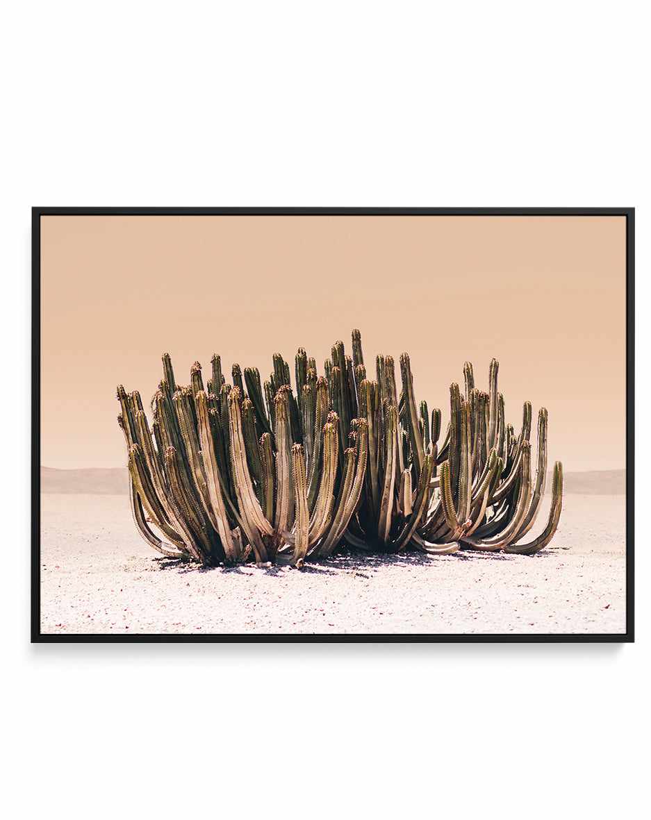 Peach Sky Cactus By Kathrin Pienaar | Framed Canvas Art Print