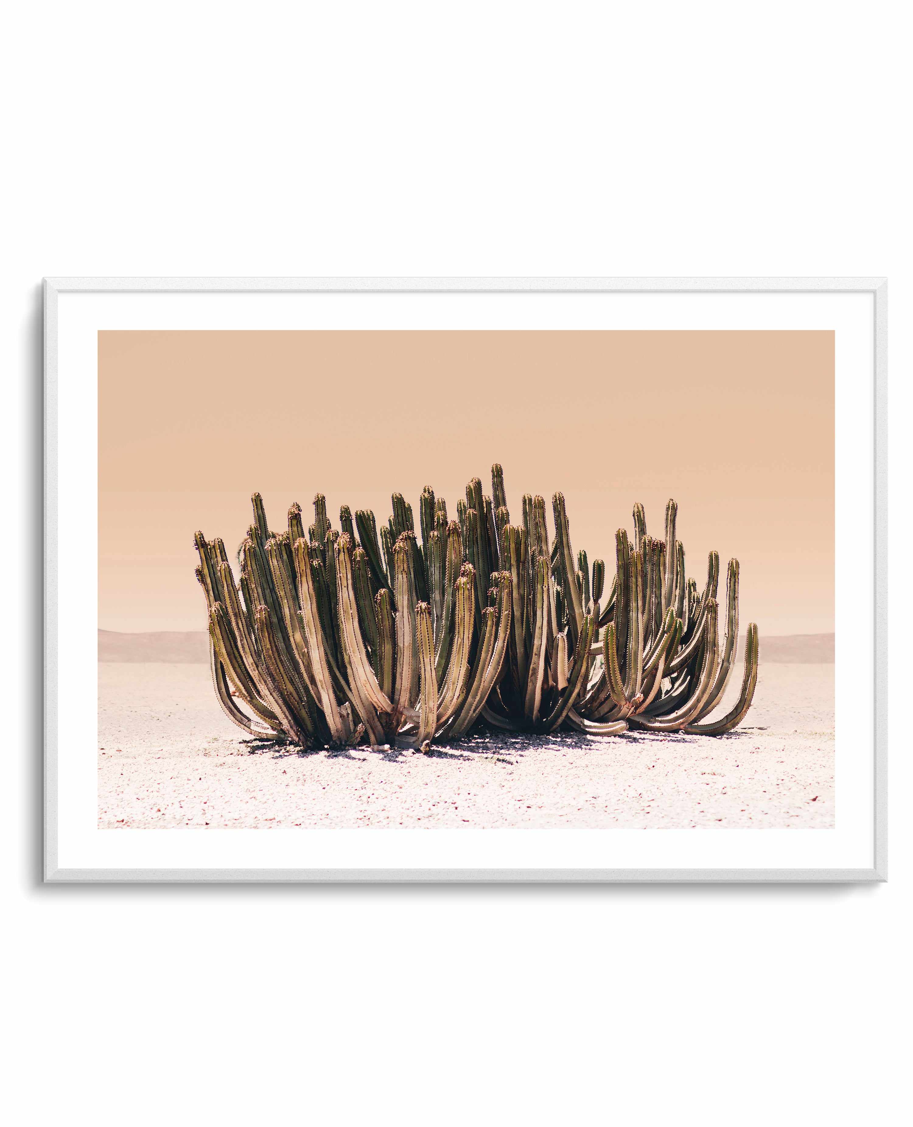 Peach Sky Cactus By Kathrin Pienaar | Art Print