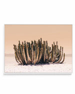 Peach Sky Cactus By Kathrin Pienaar | Framed Canvas Art Print