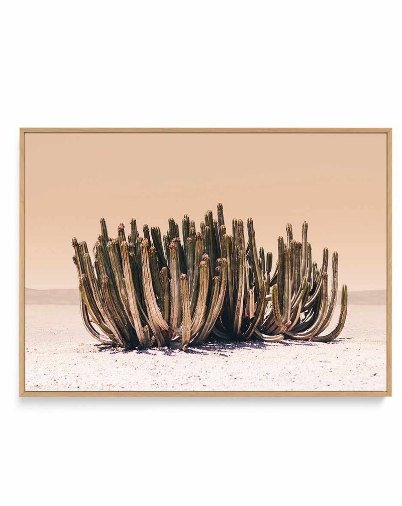 Peach Sky Cactus By Kathrin Pienaar | Framed Canvas Art Print