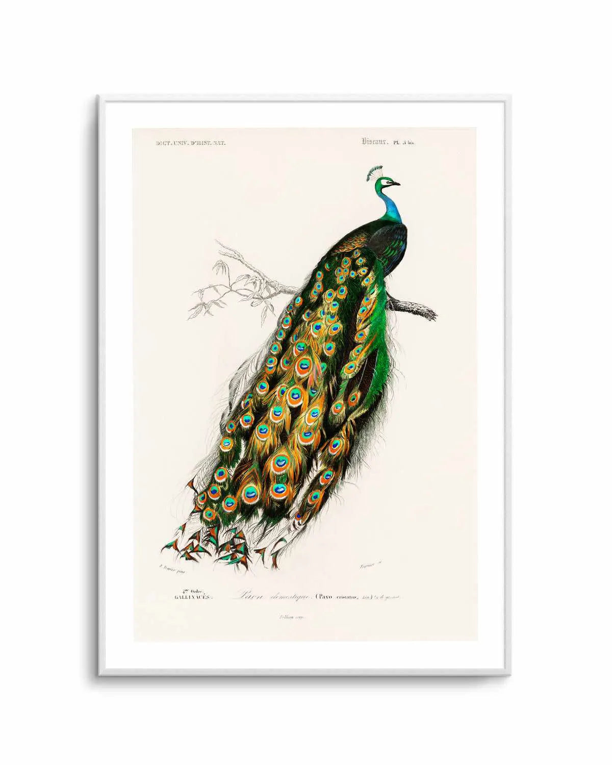 Peacock Vintage Illustration Art Print from Olive et Oriel where you can shop wallpaper and artworks online