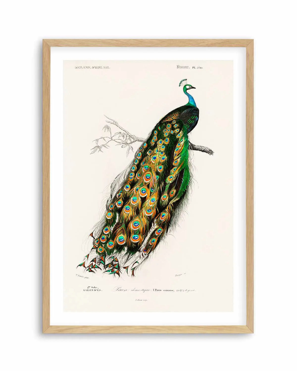 Peacock Vintage Illustration Art Print from Olive et Oriel where you can shop wallpaper and artworks online