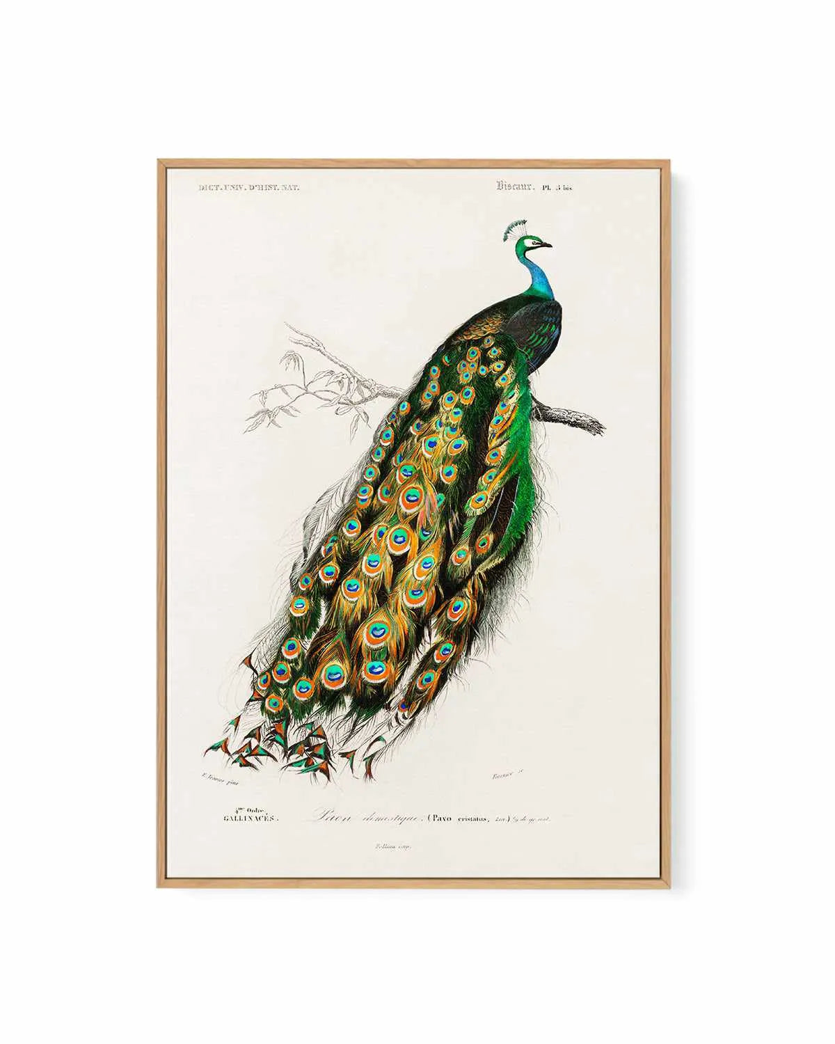 Peacock Vintage Illustration | Framed Canvas Art Print from Olive et Oriel where you can shop wallpaper and artworks online