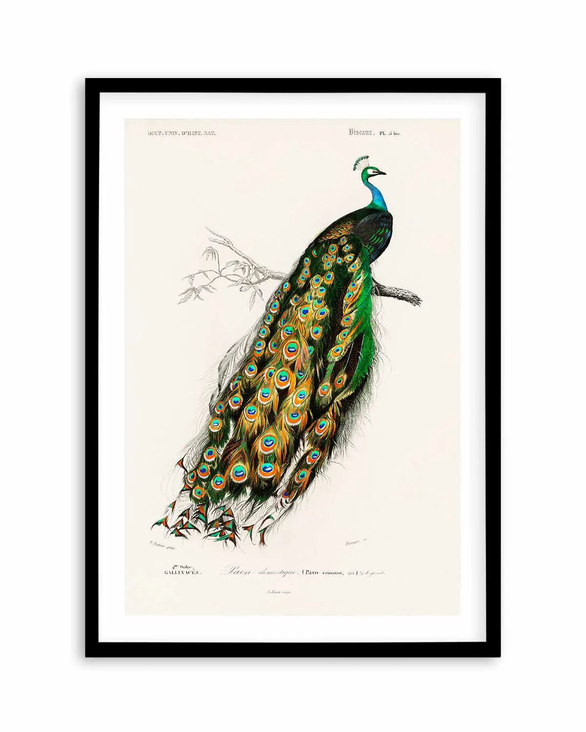 Peacock Vintage Illustration Art Print from Olive et Oriel where you can shop wallpaper and artworks online