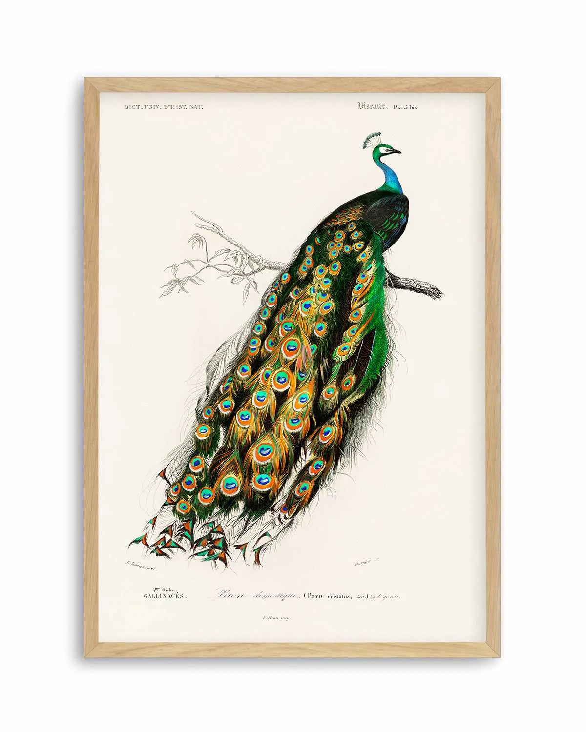 Peacock Vintage Illustration Art Print from Olive et Oriel where you can shop wallpaper and artworks online