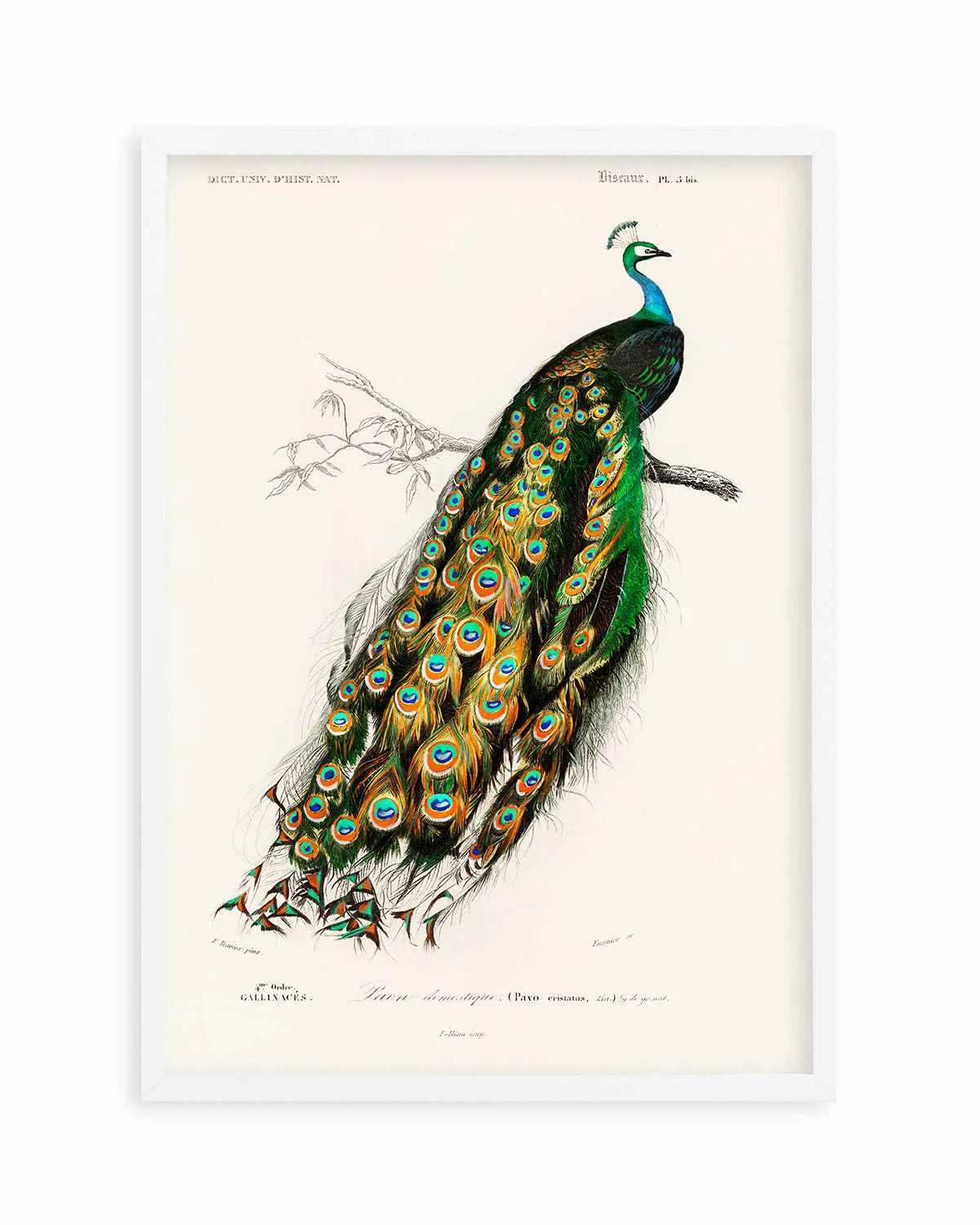 Peacock Vintage Illustration Art Print from Olive et Oriel where you can shop wallpaper and artworks online