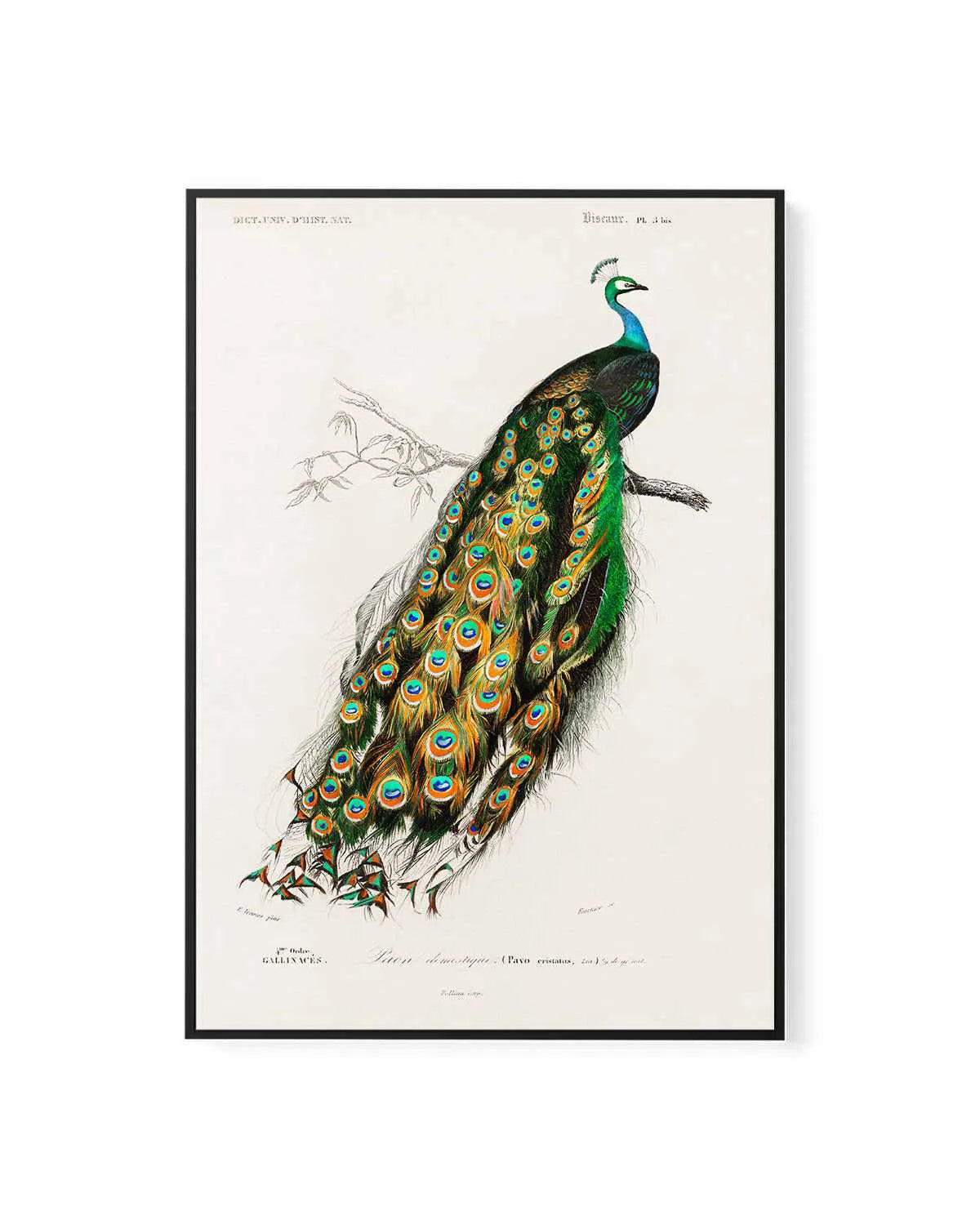 Peacock Vintage Illustration | Framed Canvas Art Print from Olive et Oriel where you can shop wallpaper and artworks online