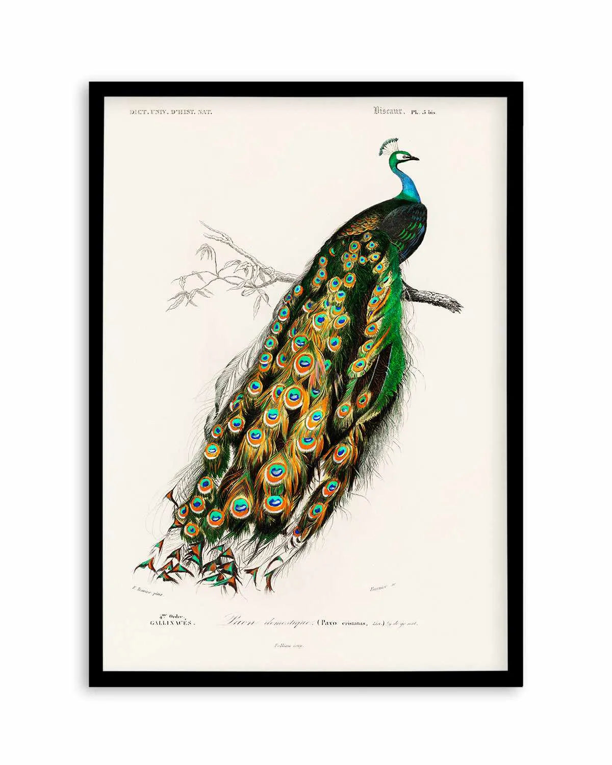 Peacock Vintage Illustration Art Print from Olive et Oriel where you can shop wallpaper and artworks online
