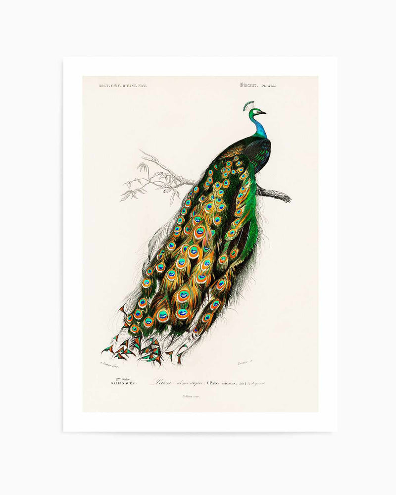 Peacock Vintage Illustration Art Print