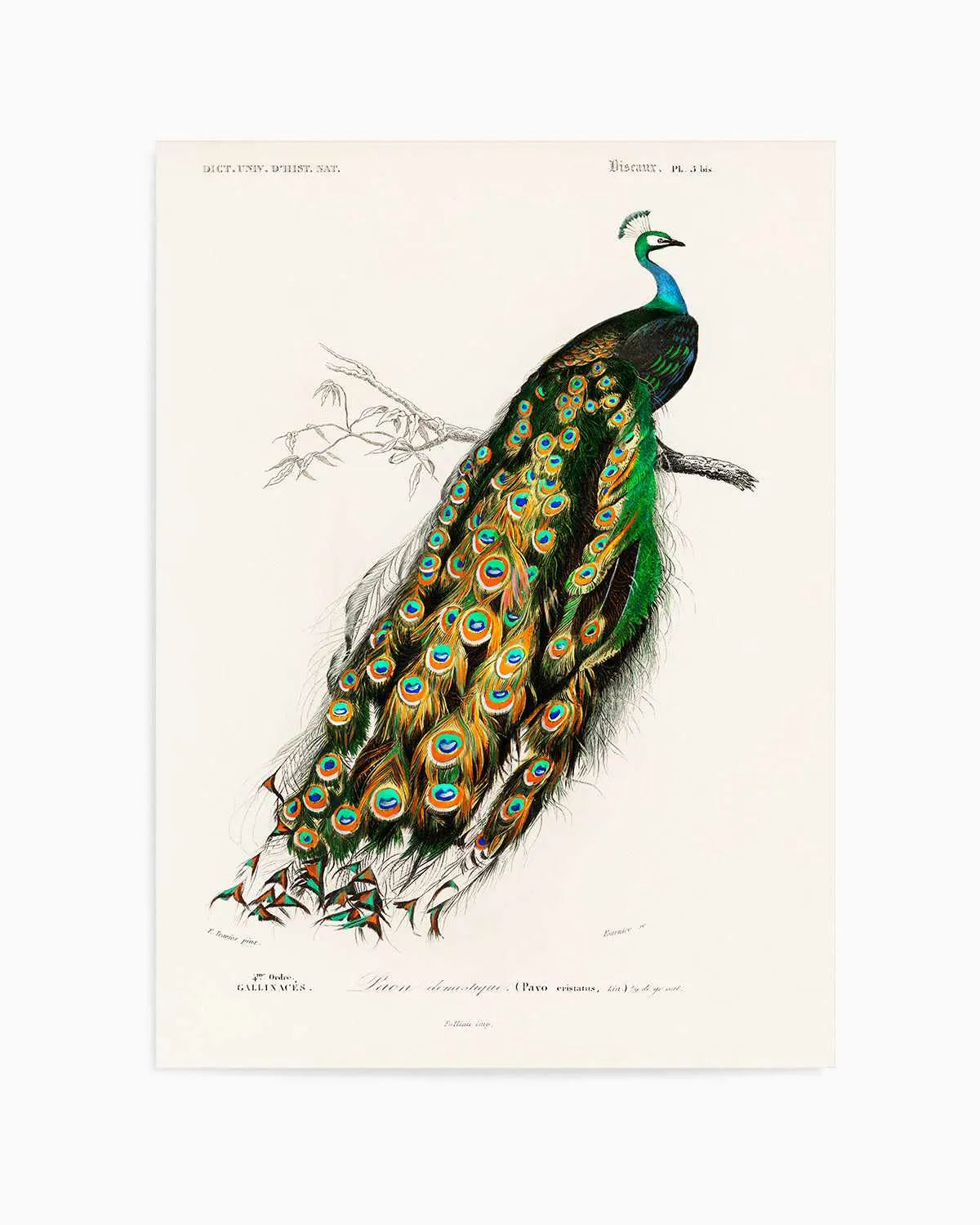 Peacock Vintage Illustration Art Print from Olive et Oriel where you can shop wallpaper and artworks online