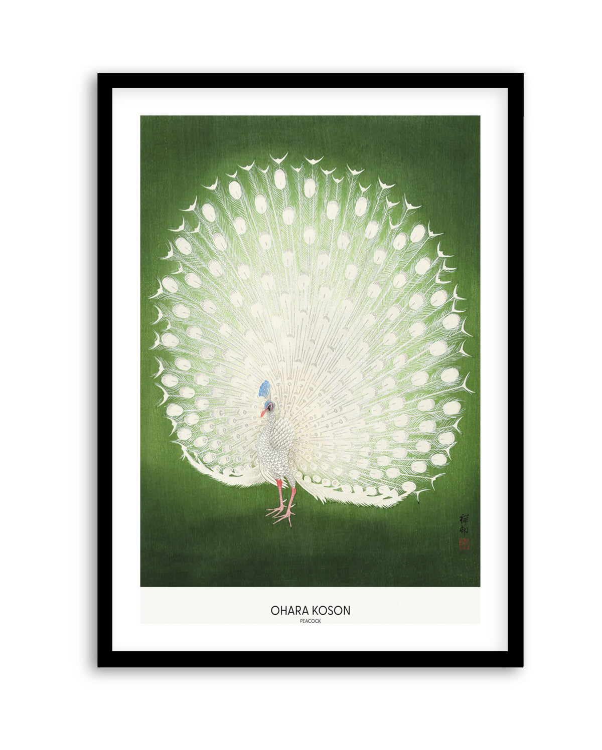 Peacock | Art Print