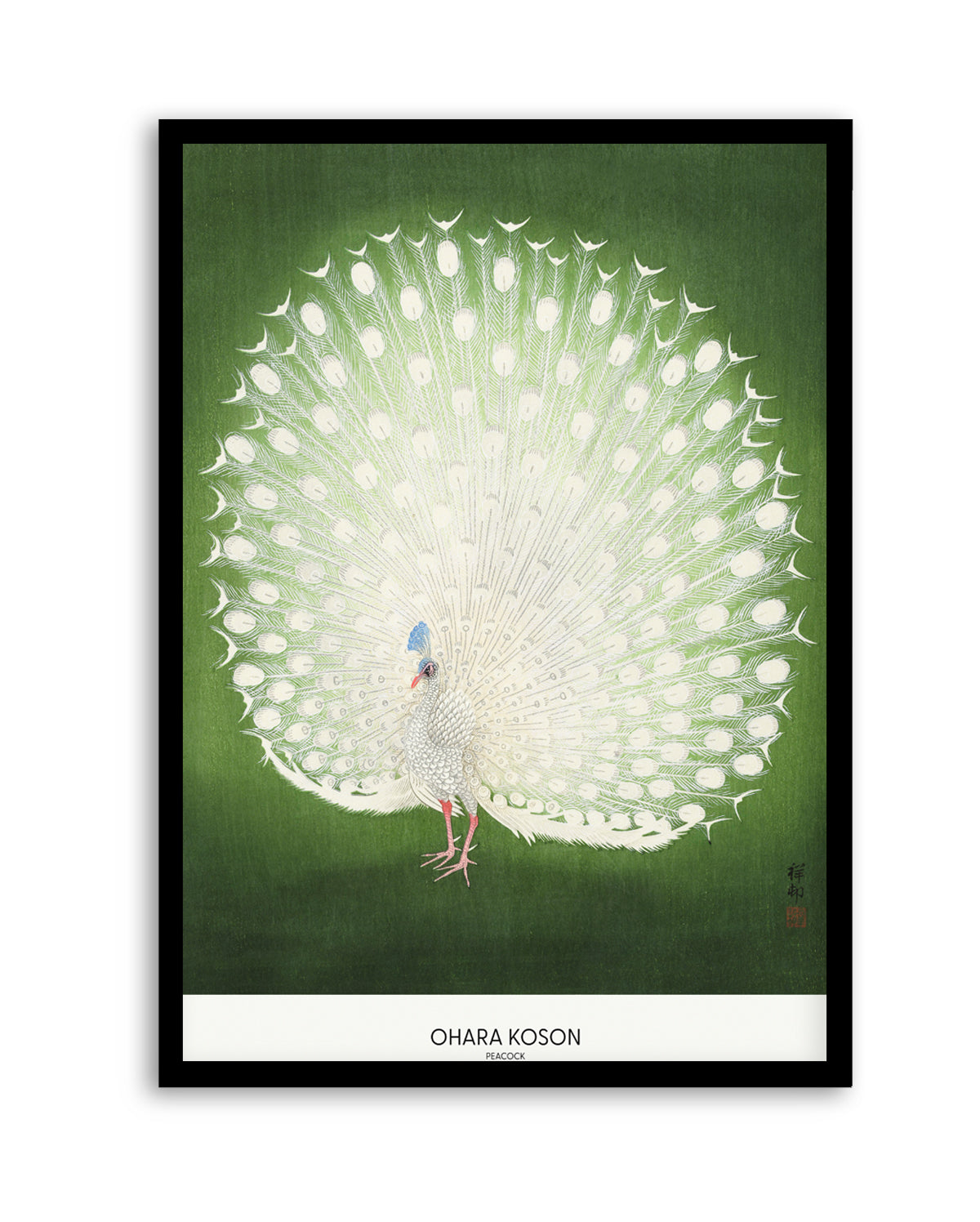 Peacock | Art Print