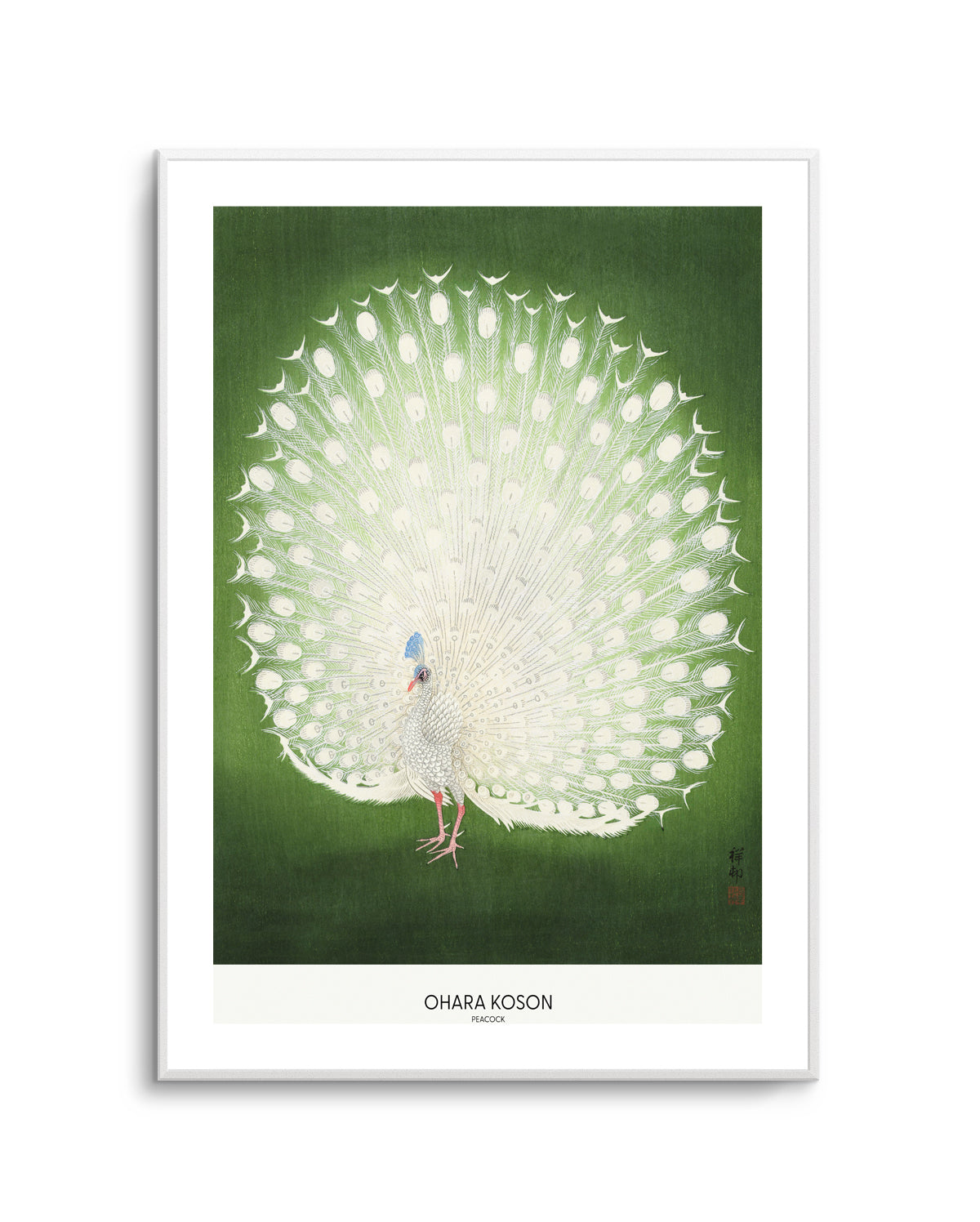Peacock | Art Print