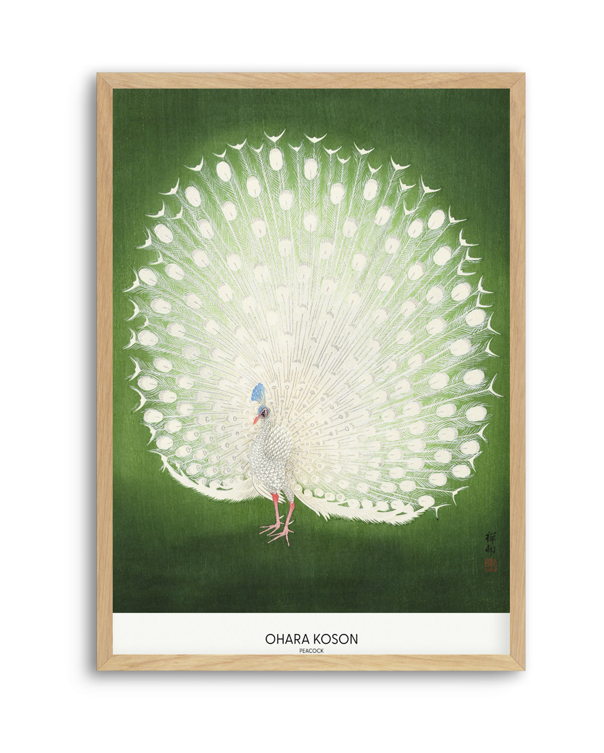 Peacock | Art Print