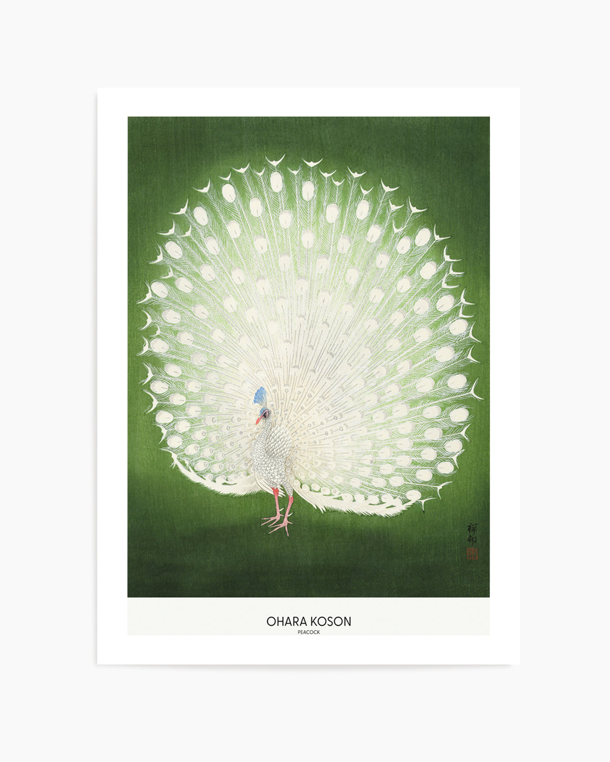 Peacock | Art Print