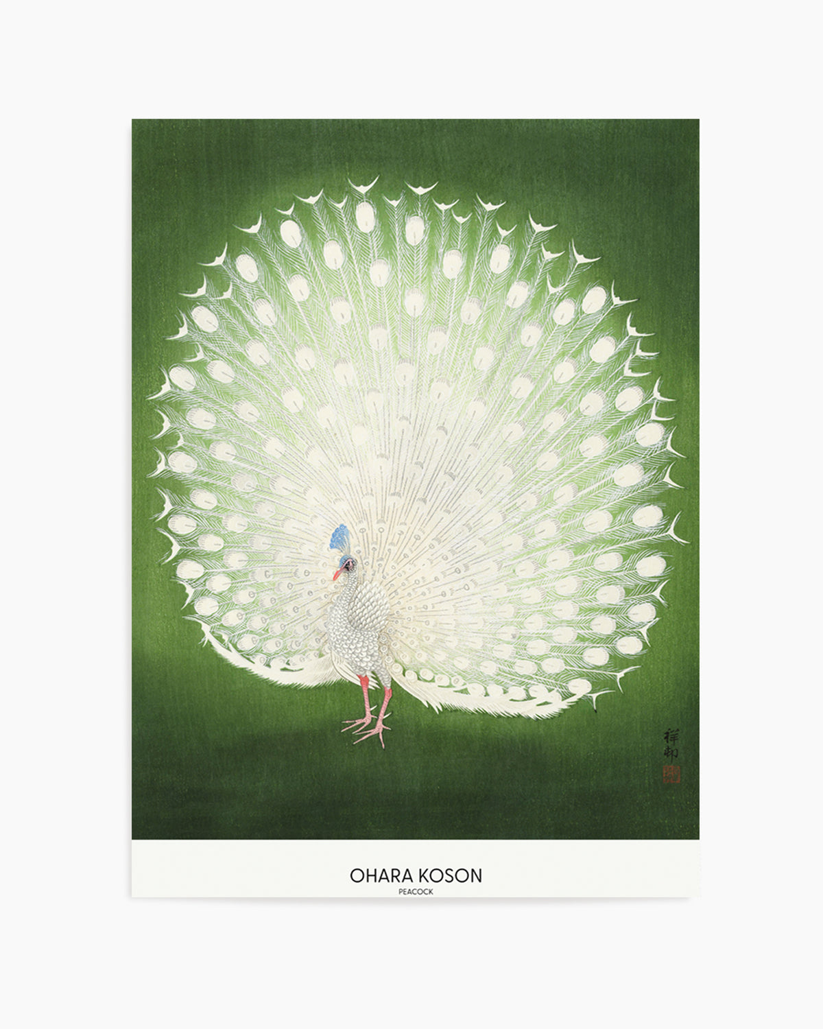 Peacock | Art Print