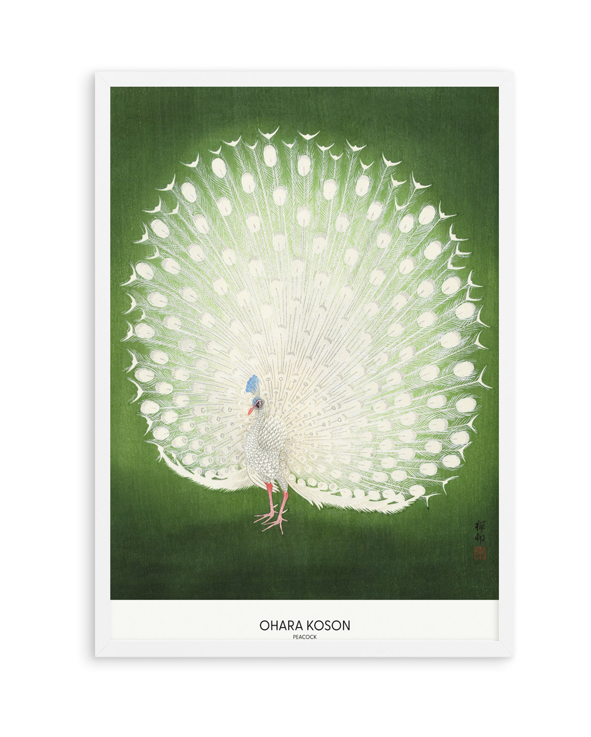 Peacock | Art Print