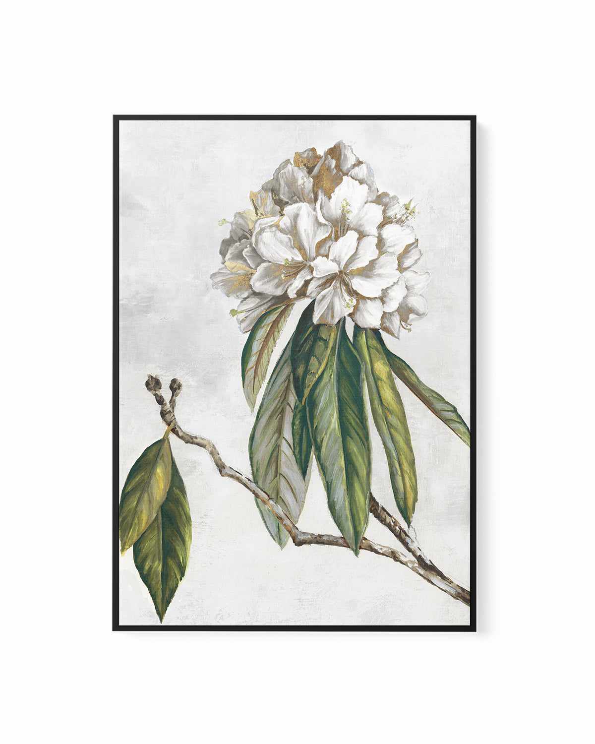 Pearly Beauty II | Framed Canvas Art Print