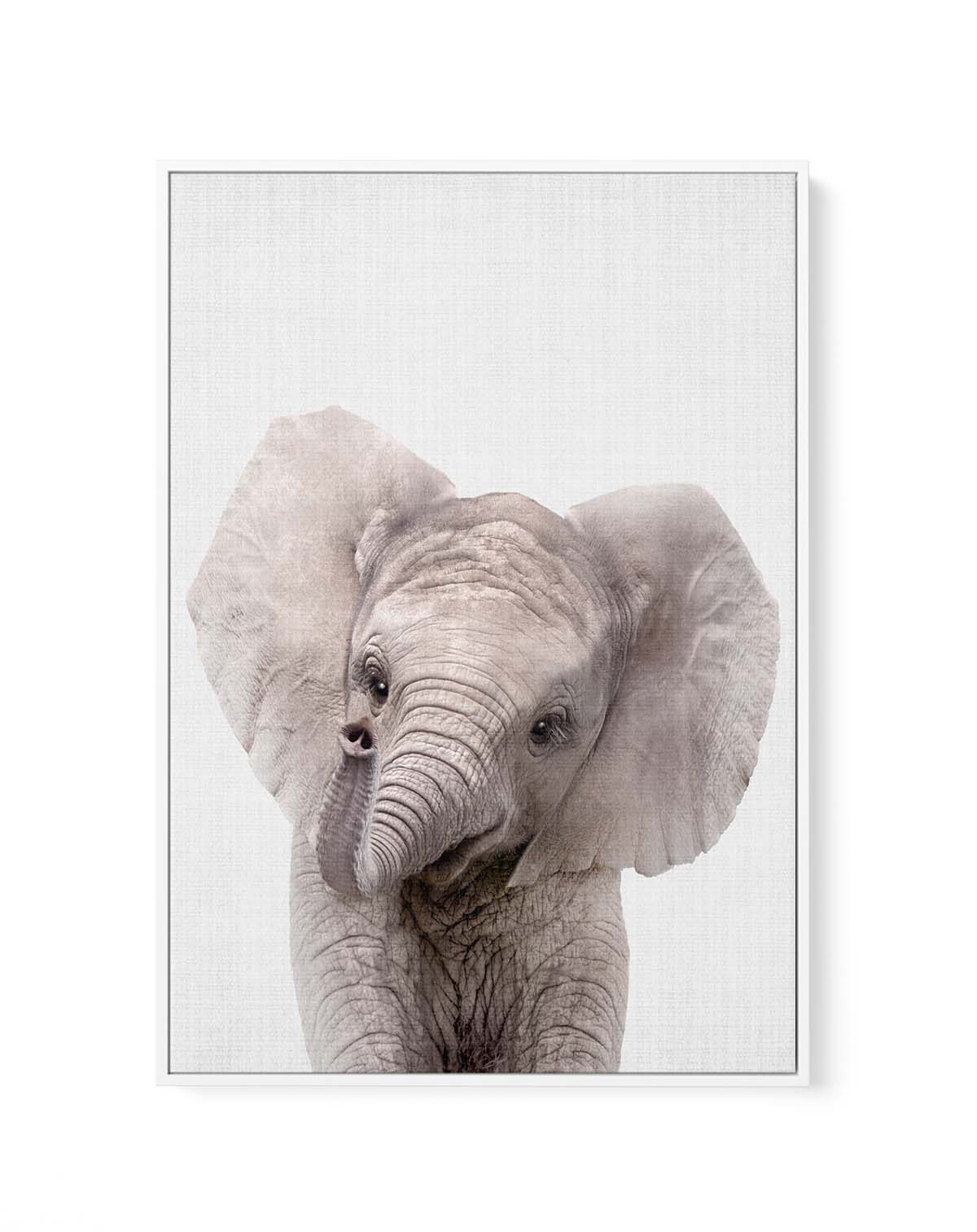 Peekaboo Baby Elephant by Lola Peacock | Framed Canvas Art Print