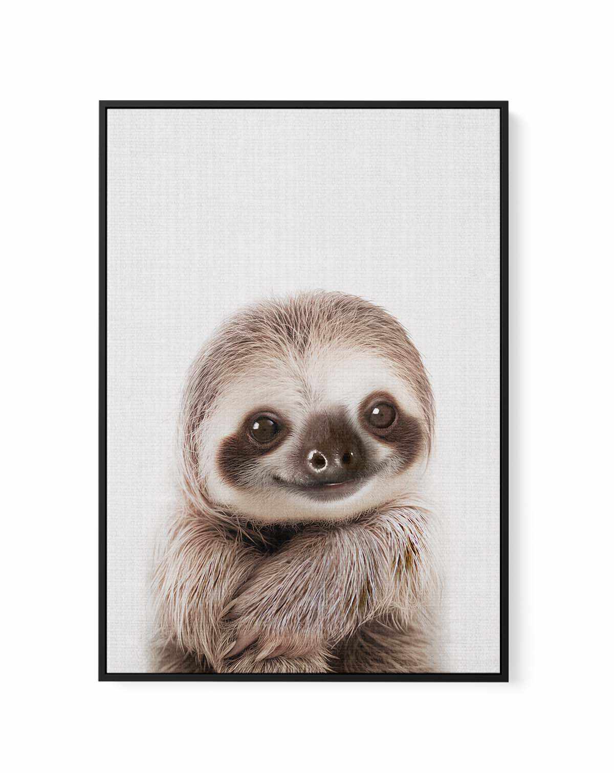 Peekaboo Baby Sloth by Lola Peacock | Framed Canvas Art Print