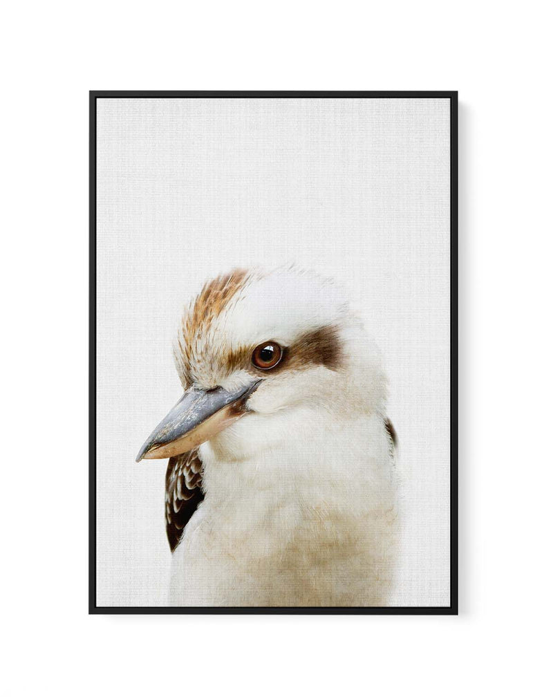 Peekaboo Kookaburra by Lola Peacock | Framed Canvas Art Print