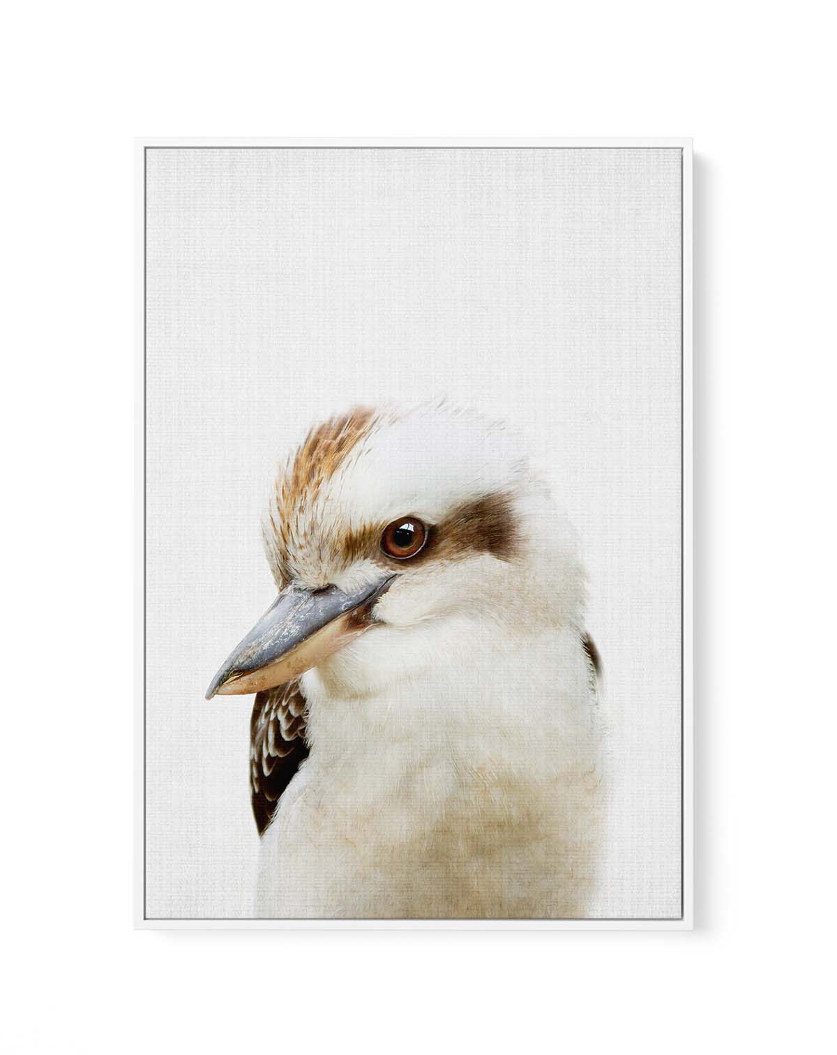 Peekaboo Kookaburra by Lola Peacock | Framed Canvas Art Print