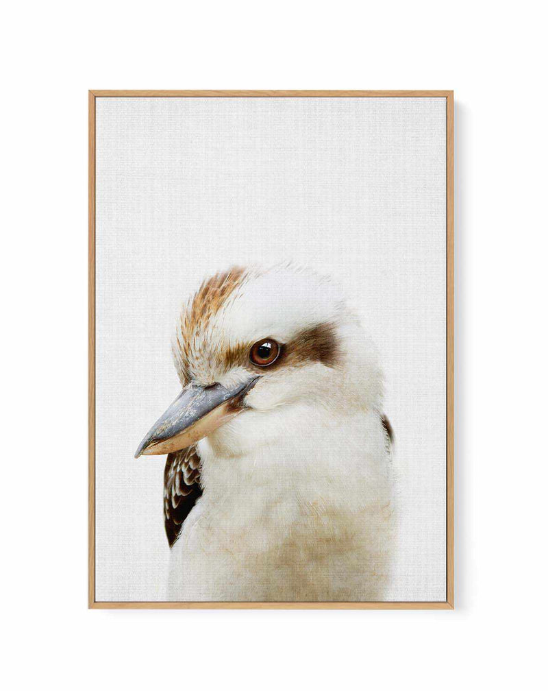 Peekaboo Kookaburra by Lola Peacock | Framed Canvas Art Print