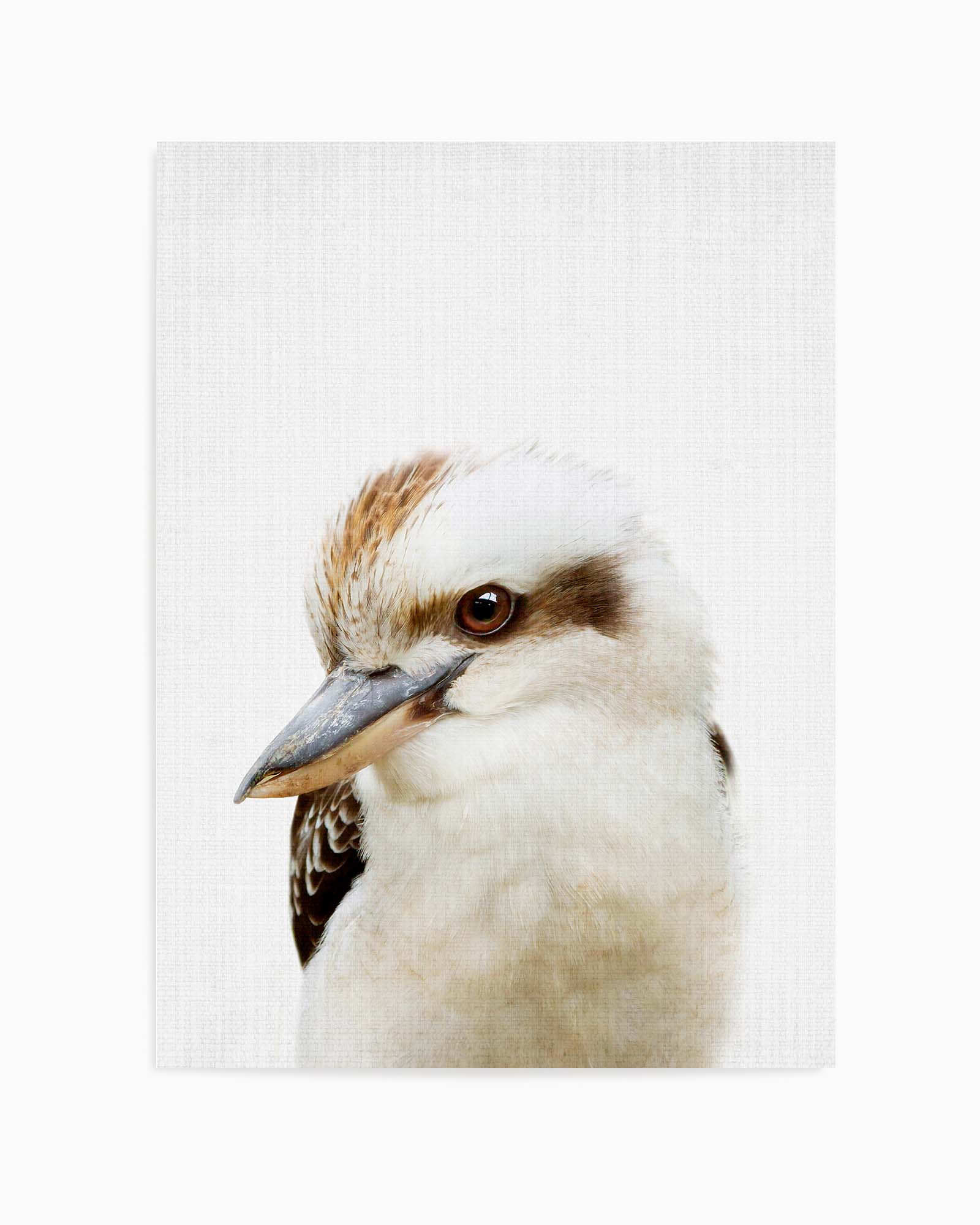 Peekaboo Kookaburra by Lola Peacock | Art Print