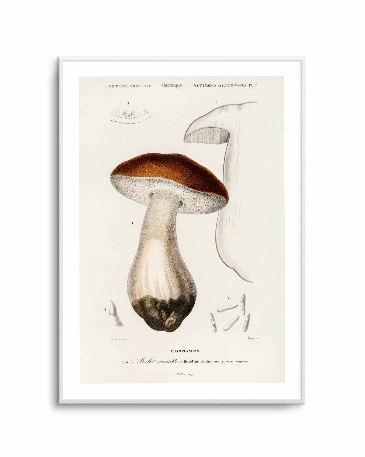 Penny Bun Vintage Mushroom Illustration Art Print