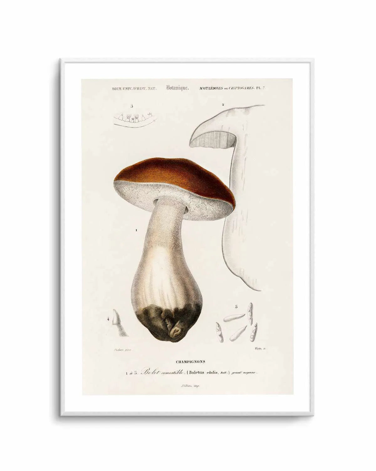 Penny Bun Vintage Mushroom Illustration Art Print from Olive et Oriel where you can shop wallpaper and artworks online
