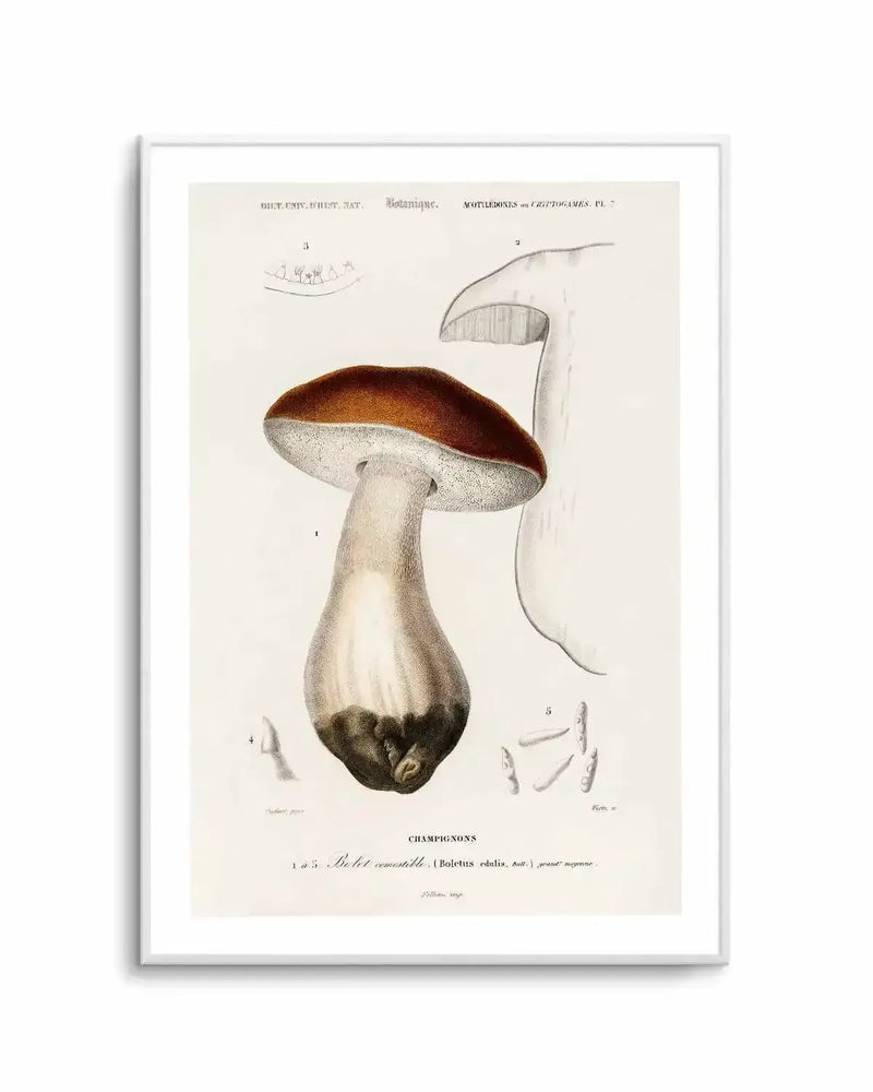 Penny Bun Vintage Mushroom Illustration Art Print from Olive et Oriel where you can shop wallpaper and artworks online