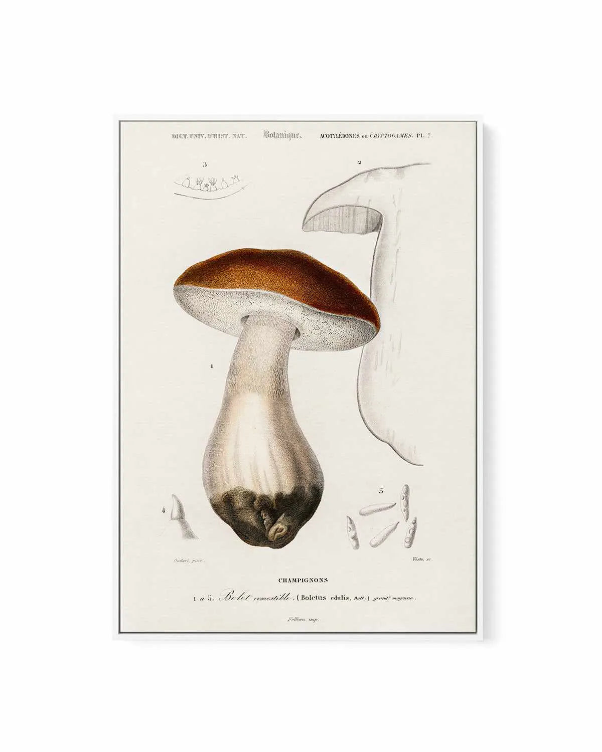 Penny Bun Vintage Mushroom Illustration | Framed Canvas Art Print from Olive et Oriel where you can shop wallpaper and artworks online