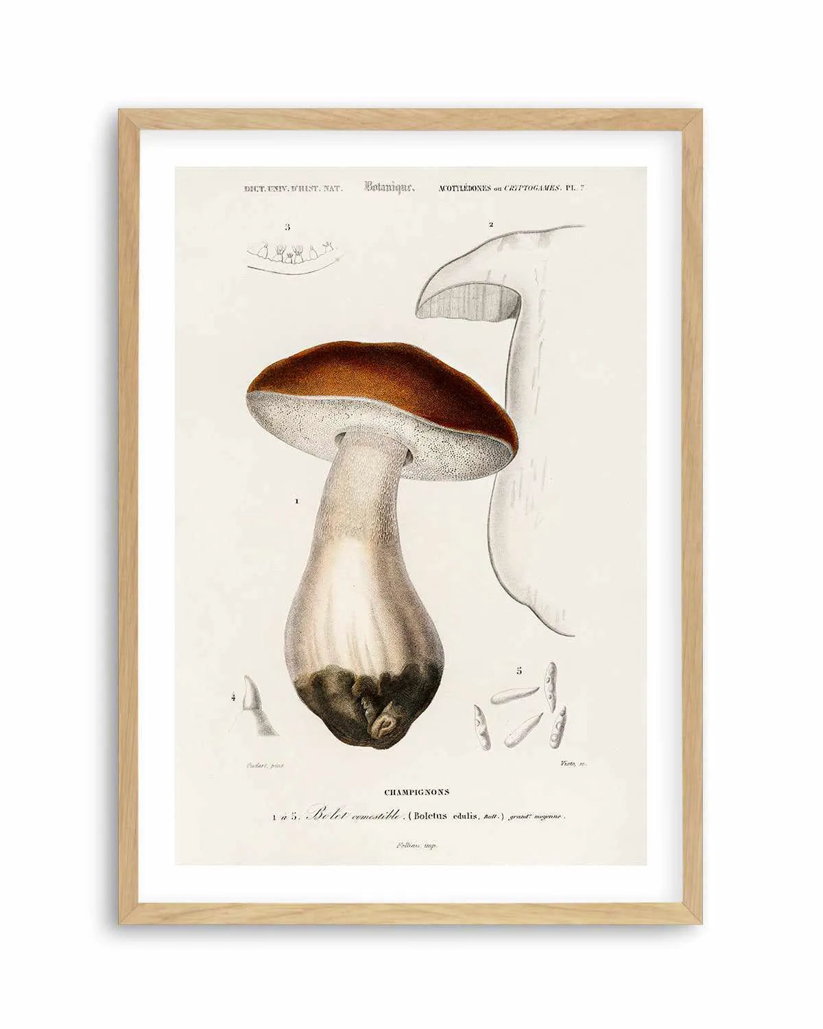 Penny Bun Vintage Mushroom Illustration Art Print from Olive et Oriel where you can shop wallpaper and artworks online