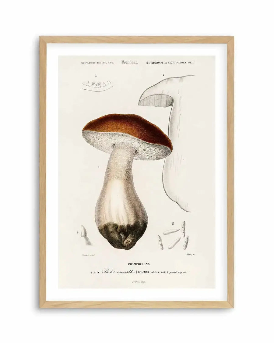Penny Bun Vintage Mushroom Illustration Art Print from Olive et Oriel where you can shop wallpaper and artworks online