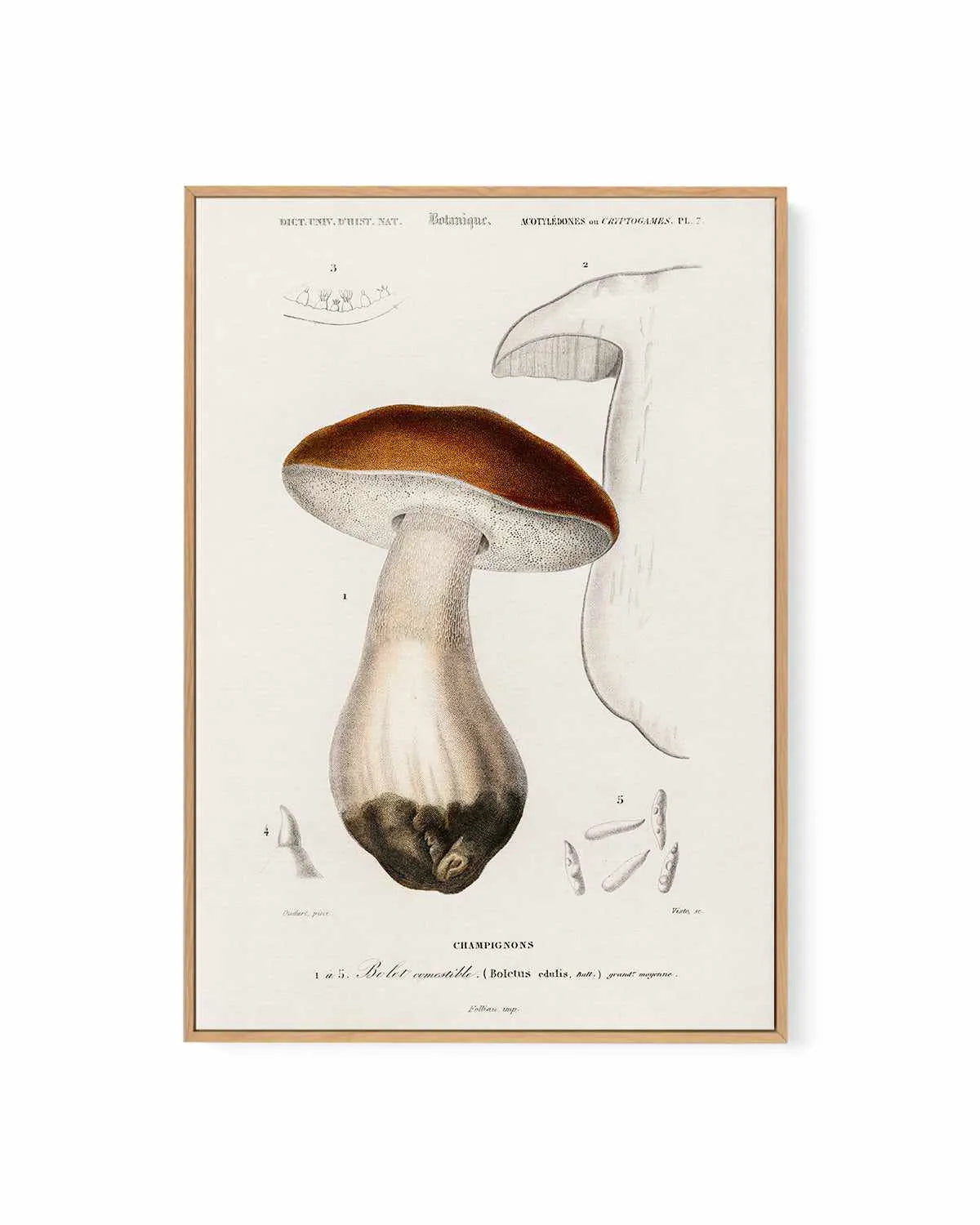 Penny Bun Vintage Mushroom Illustration | Framed Canvas Art Print from Olive et Oriel where you can shop wallpaper and artworks online