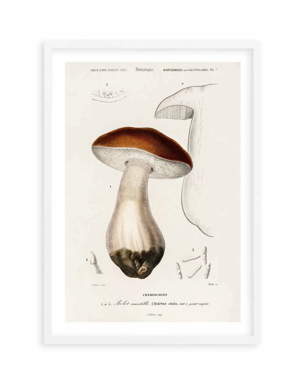 Penny Bun Vintage Mushroom Illustration Art Print from Olive et Oriel where you can shop wallpaper and artworks online