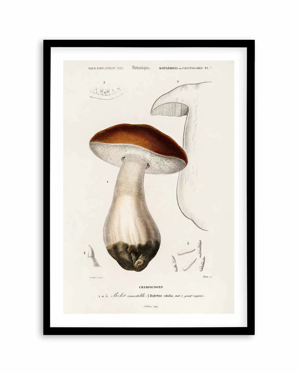 Penny Bun Vintage Mushroom Illustration Art Print from Olive et Oriel where you can shop wallpaper and artworks online