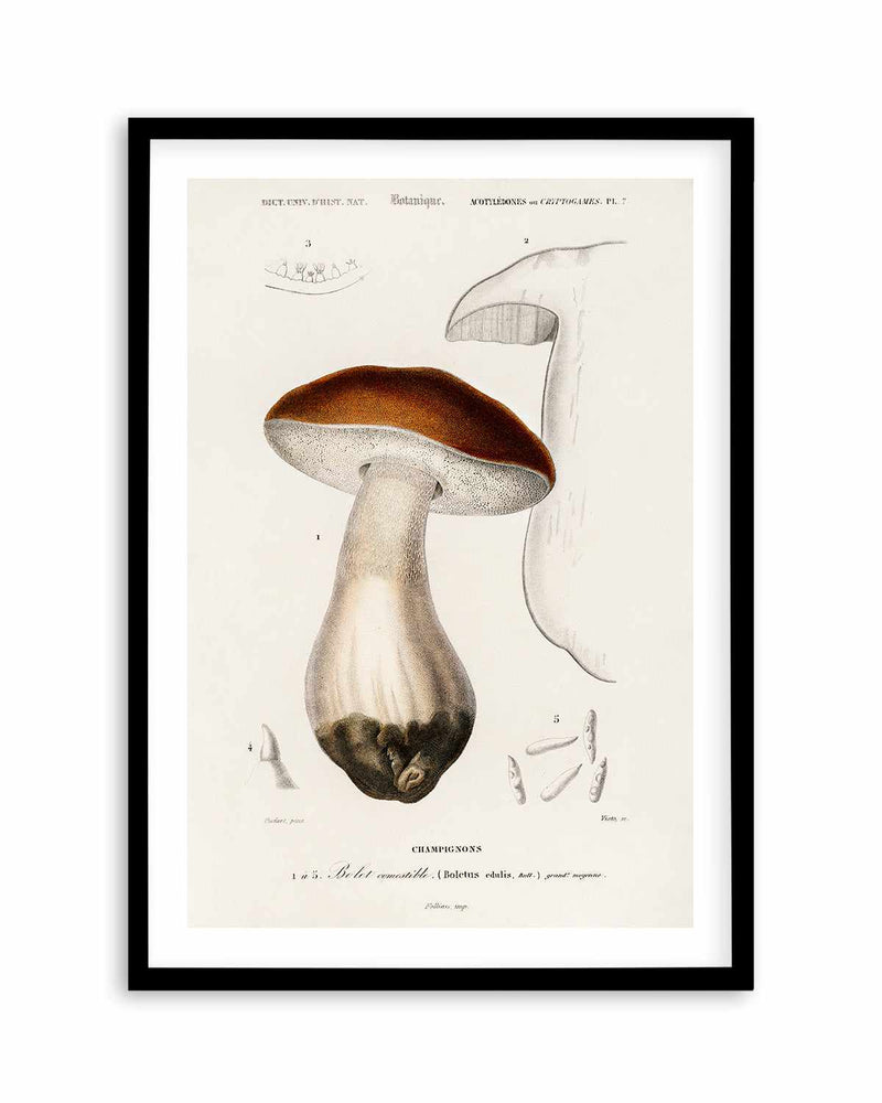 Penny Bun Vintage Mushroom Illustration Art Print