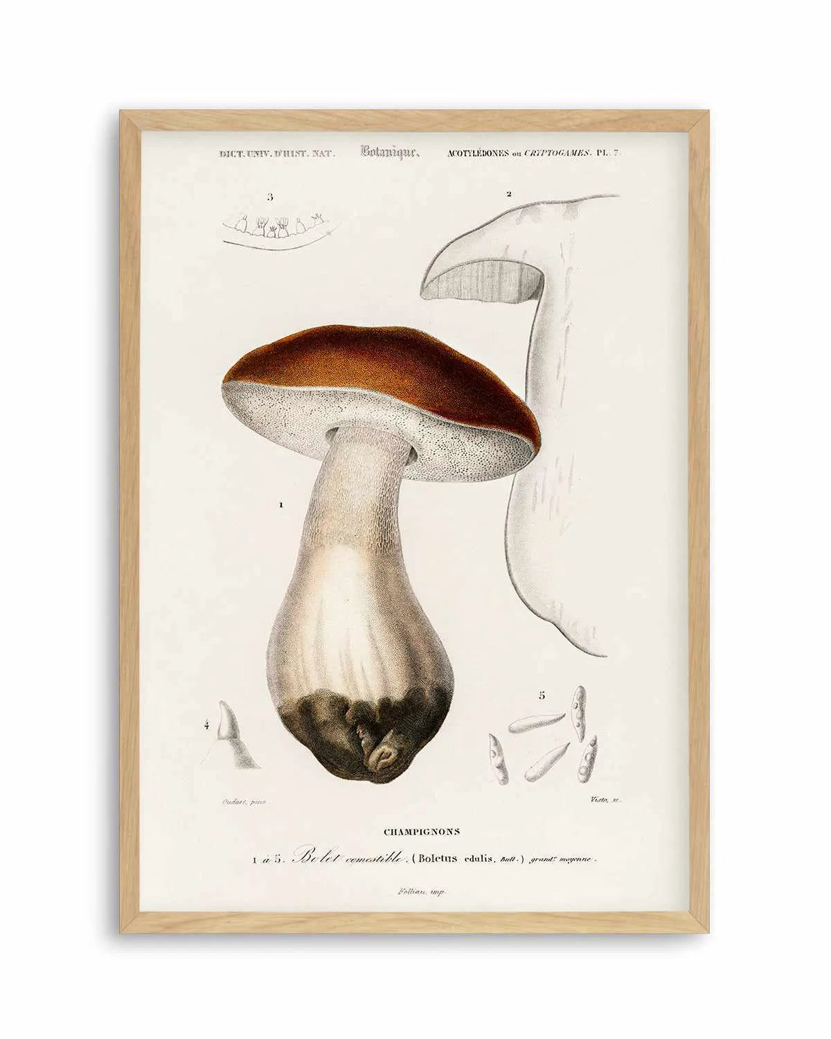 Penny Bun Vintage Mushroom Illustration Art Print from Olive et Oriel where you can shop wallpaper and artworks online