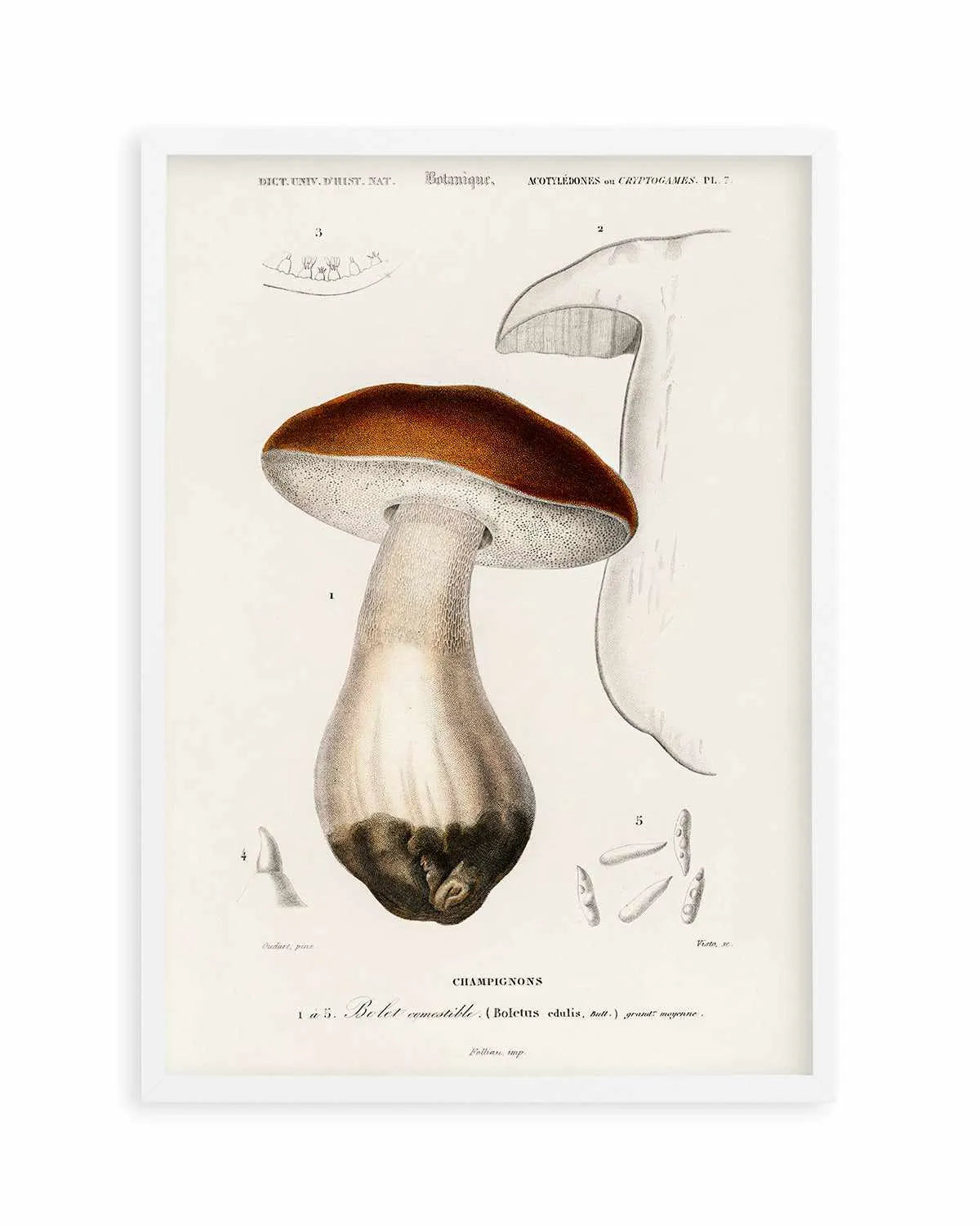 Penny Bun Vintage Mushroom Illustration Art Print from Olive et Oriel where you can shop wallpaper and artworks online