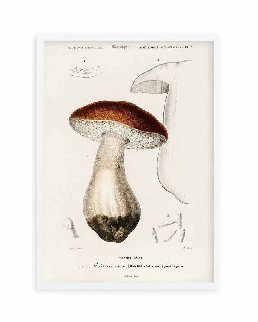 Penny Bun Vintage Mushroom Illustration Art Print from Olive et Oriel where you can shop wallpaper and artworks online