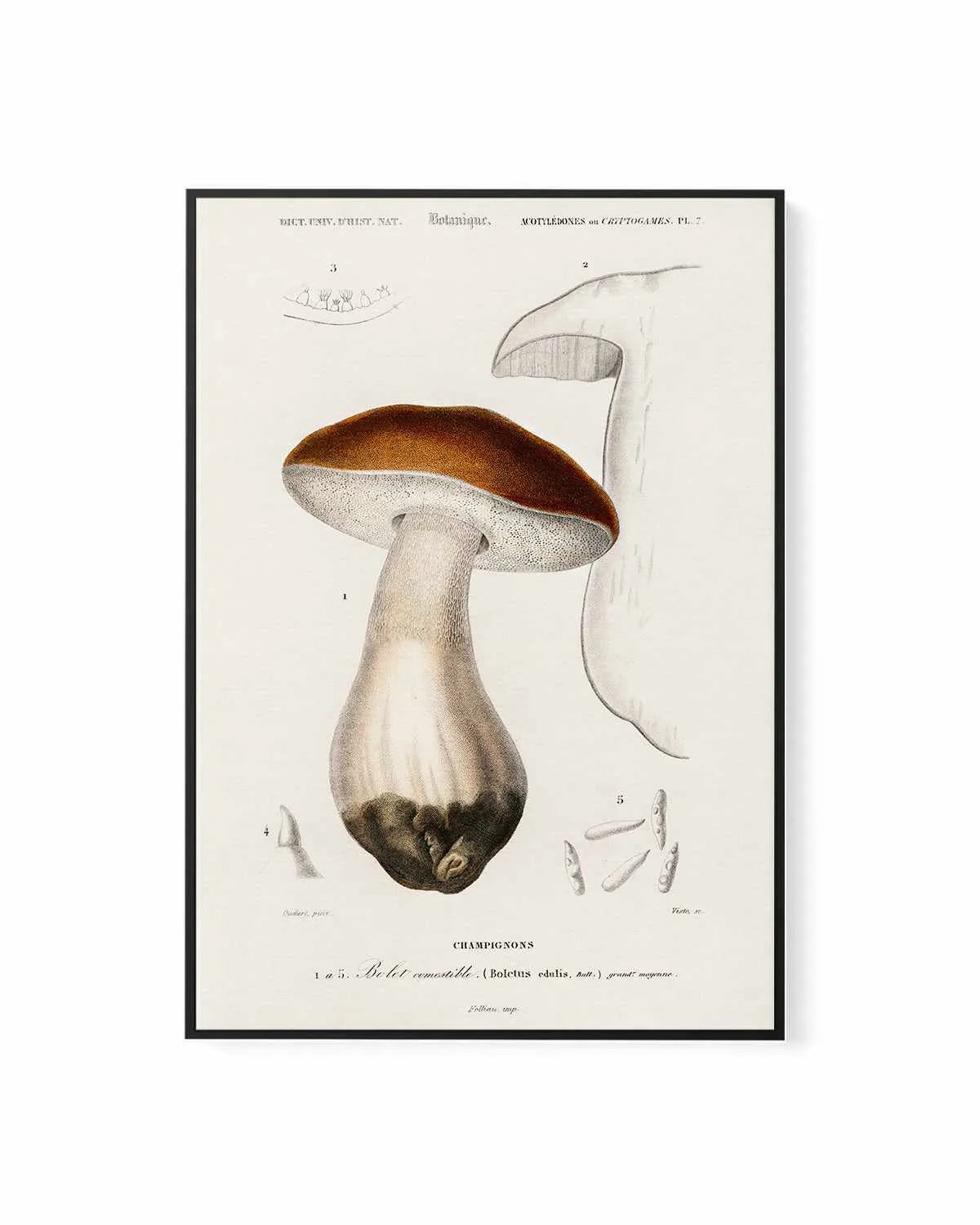 Penny Bun Vintage Mushroom Illustration | Framed Canvas Art Print from Olive et Oriel where you can shop wallpaper and artworks online