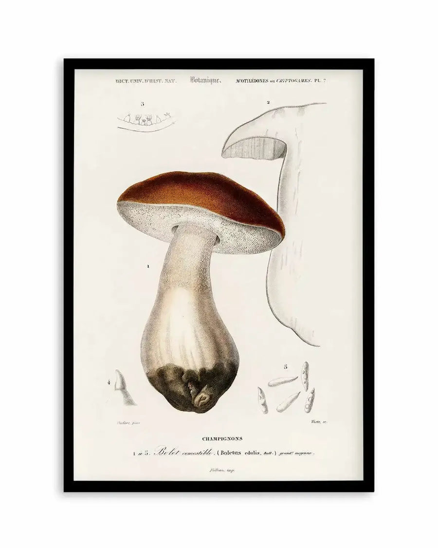 Penny Bun Vintage Mushroom Illustration Art Print from Olive et Oriel where you can shop wallpaper and artworks online