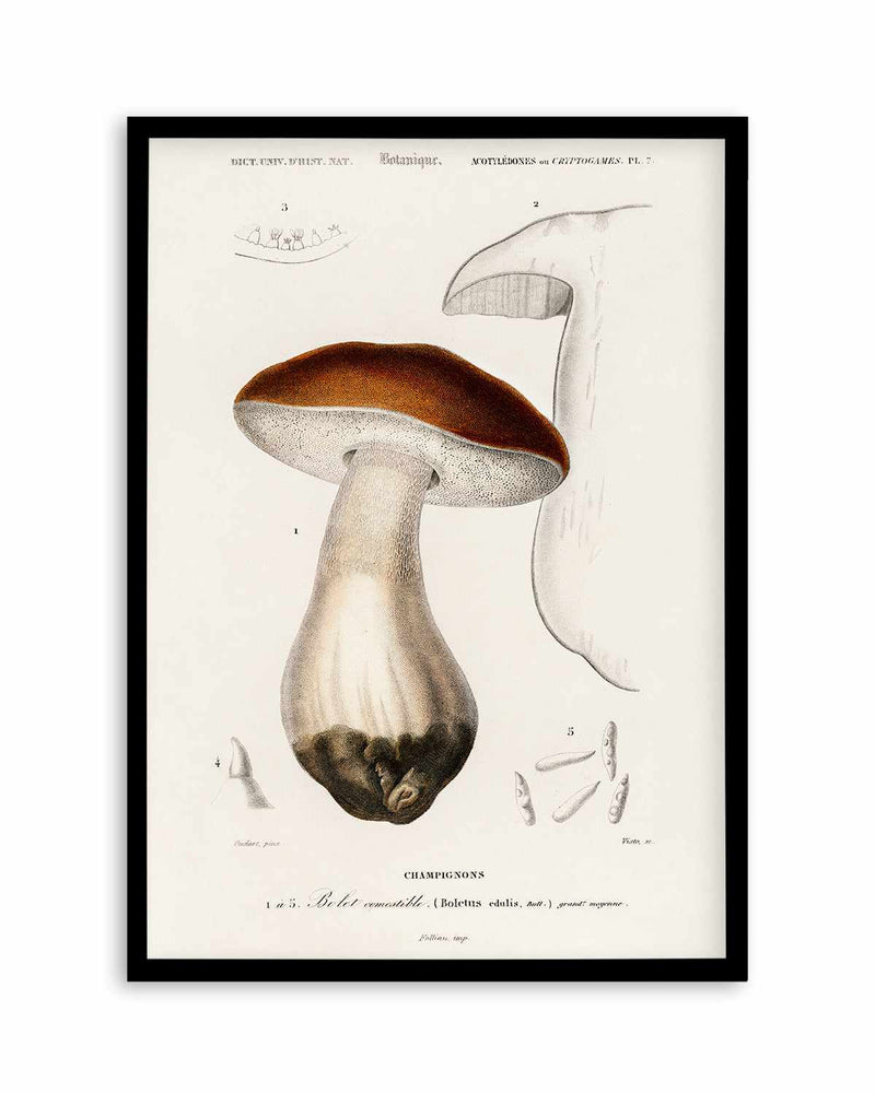 Penny Bun Vintage Mushroom Illustration Art Print