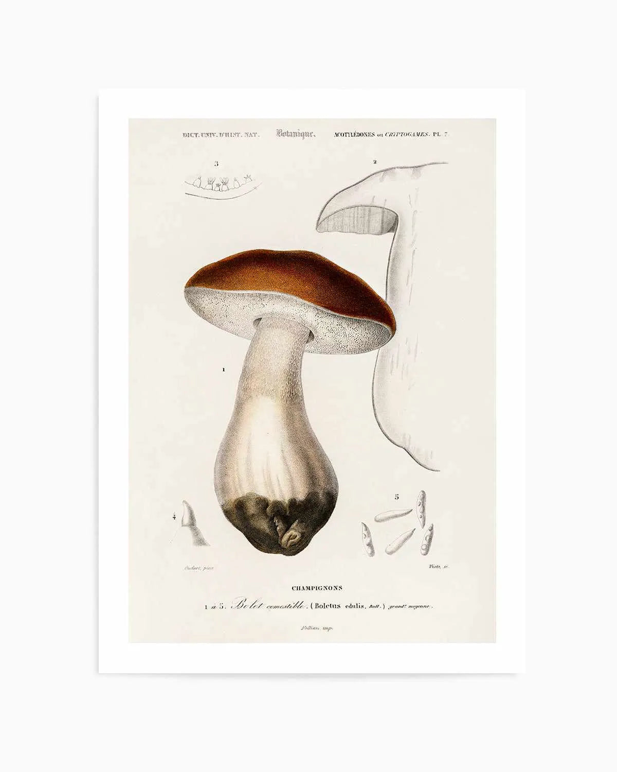 Penny Bun Vintage Mushroom Illustration Art Print from Olive et Oriel where you can shop wallpaper and artworks online