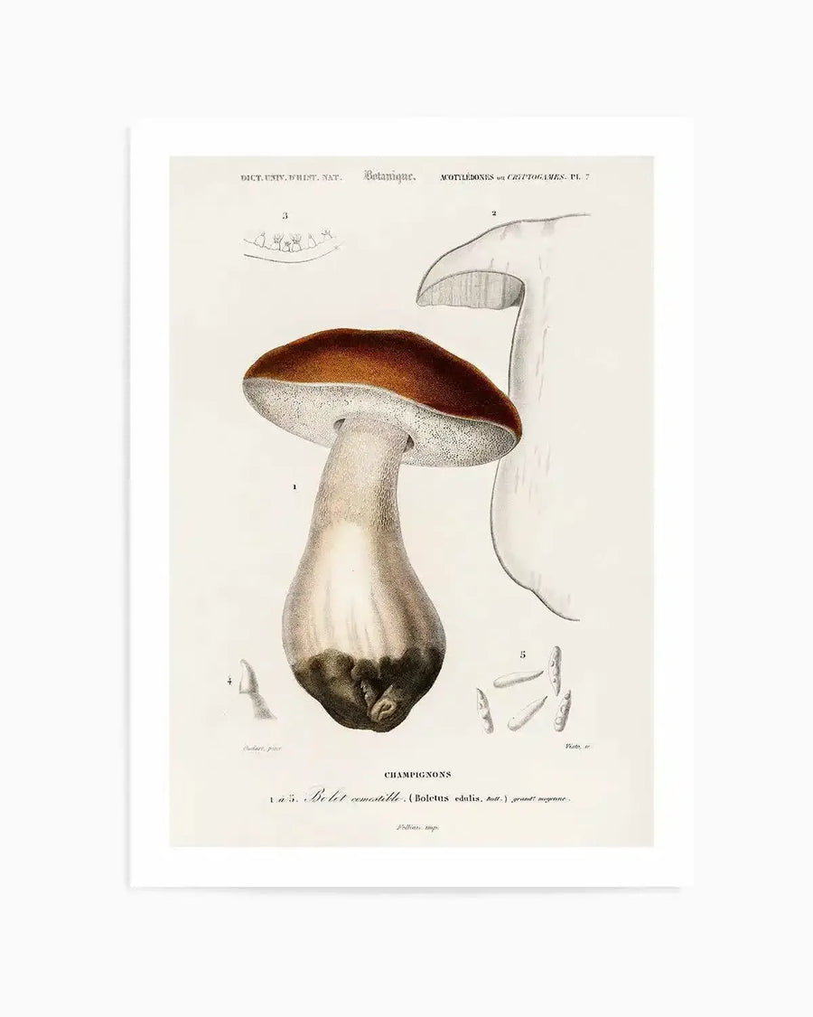 Penny Bun Vintage Mushroom Illustration Art Print from Olive et Oriel where you can shop wallpaper and artworks online