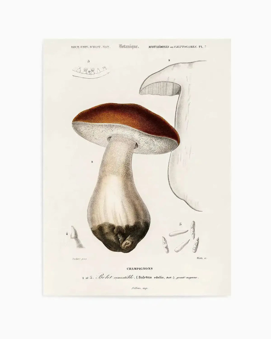 Penny Bun Vintage Mushroom Illustration Art Print from Olive et Oriel where you can shop wallpaper and artworks online