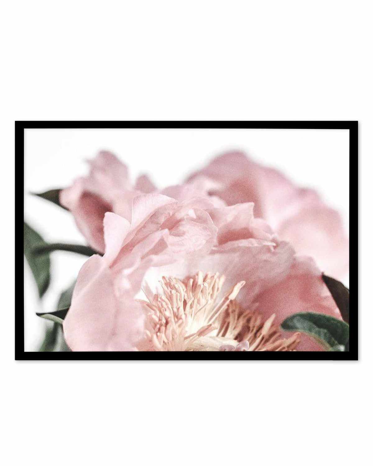 Peonies II Art Print