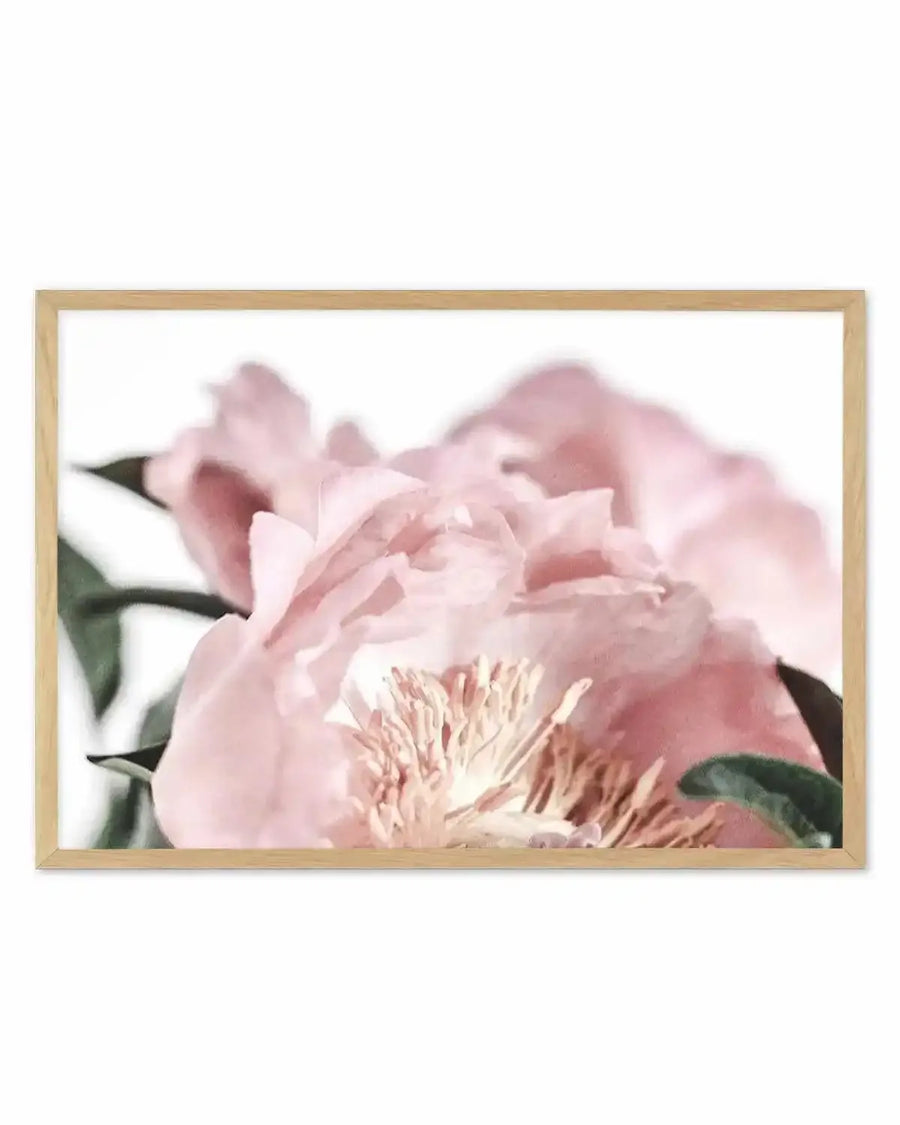 Peonies II Art Print from Olive et Oriel where you can shop wallpaper and artworks online